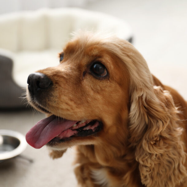 Aufenthalt mit einem Hund Zittau